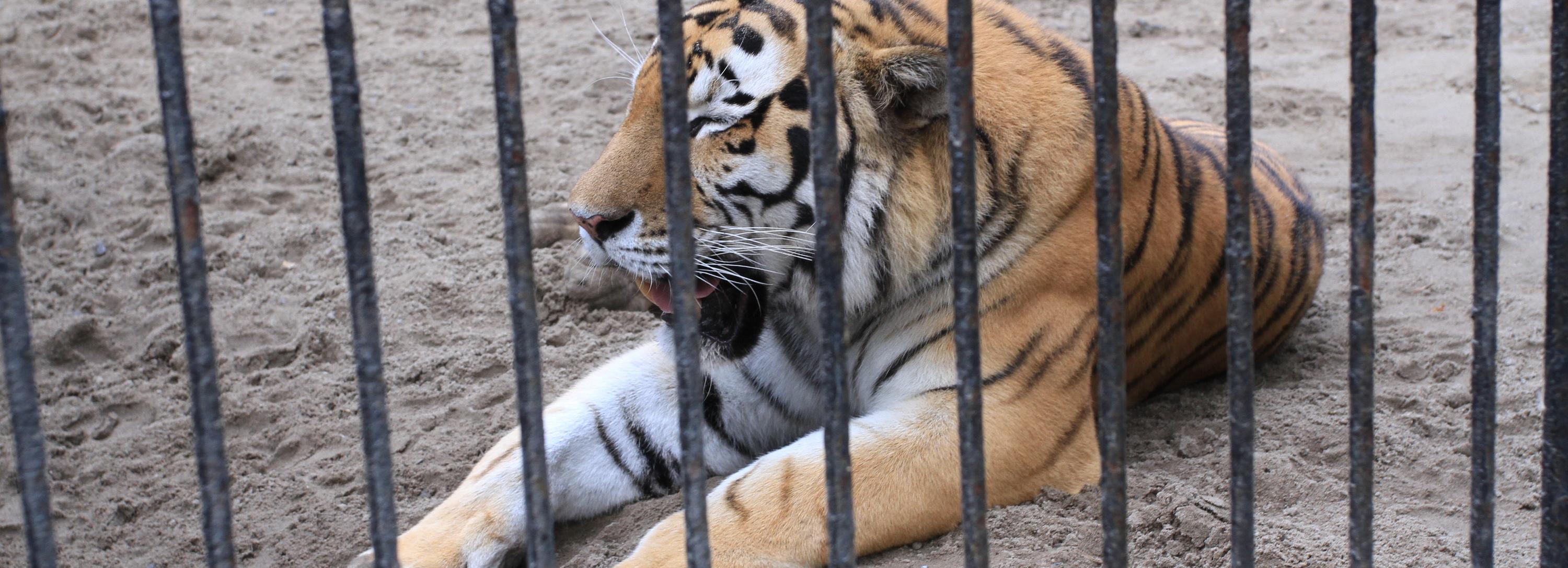 Электропастухи будут охранять животных в Новосибирском зоопарке