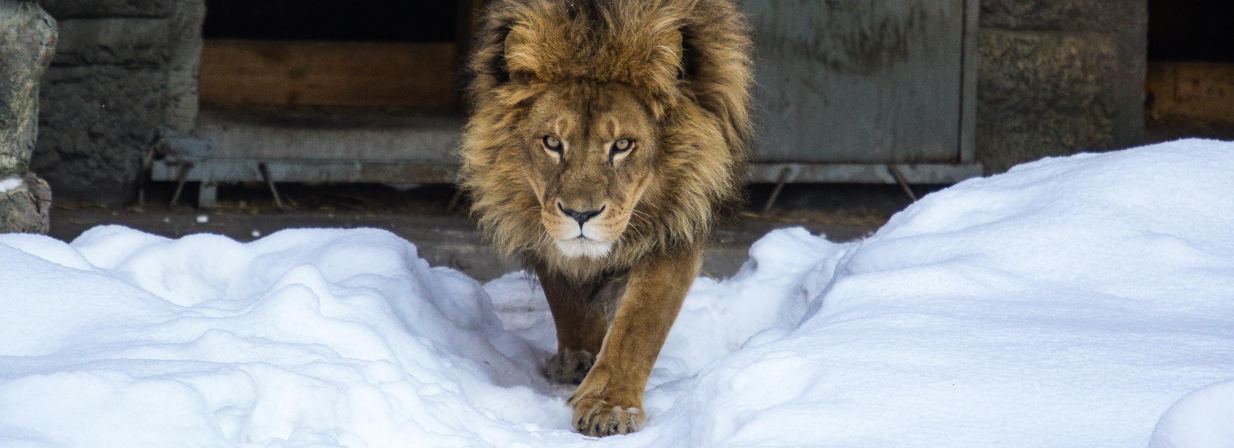 До 500 рублей поднимут цену взрослых билетов в Новосибирском зоопарке