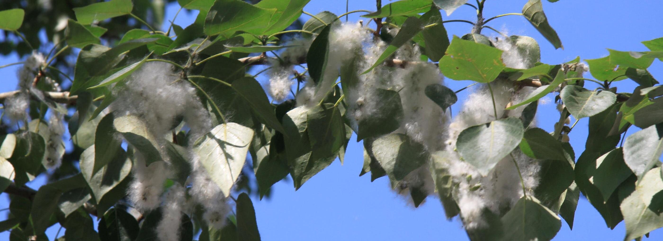 Новосибирским аллергикам дали советы по защите от тополиного пуха