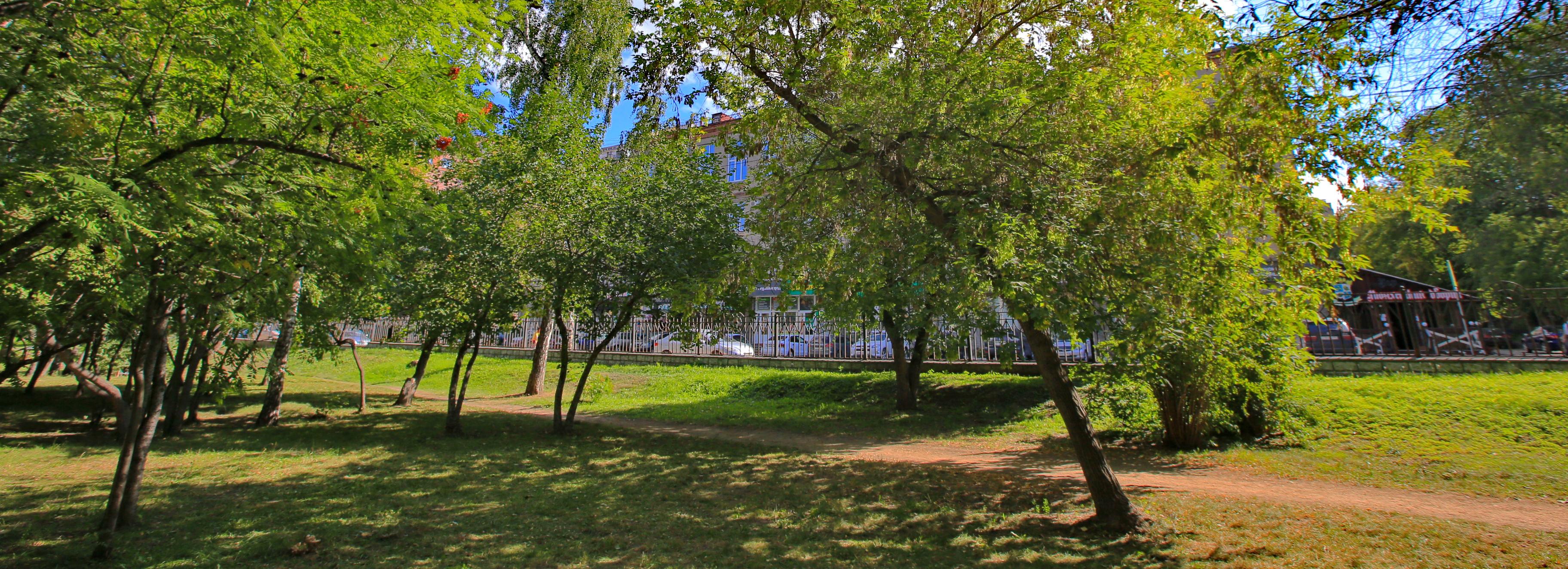 70 старых клёнов, яблонь и тополей снесли в Нарымском сквере