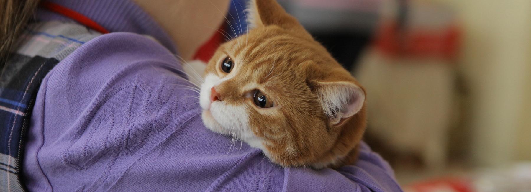 В РЖД запретили проводникам высаживать животных из поезда