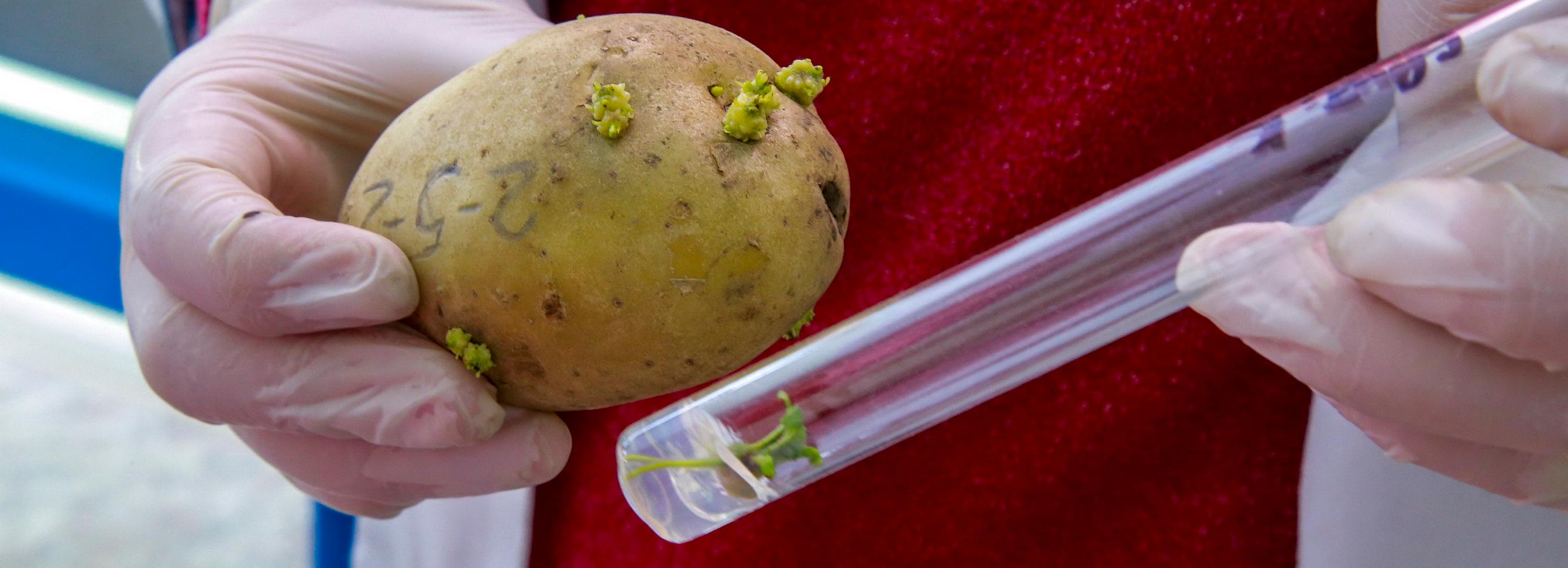 Устойчивую к раку красивую картошку вывели учёные в Новосибирске