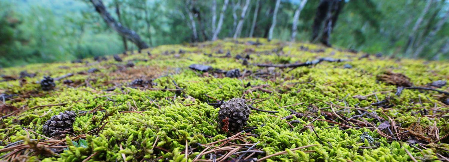 Пять человек потерялись в новосибирских лесах за неделю