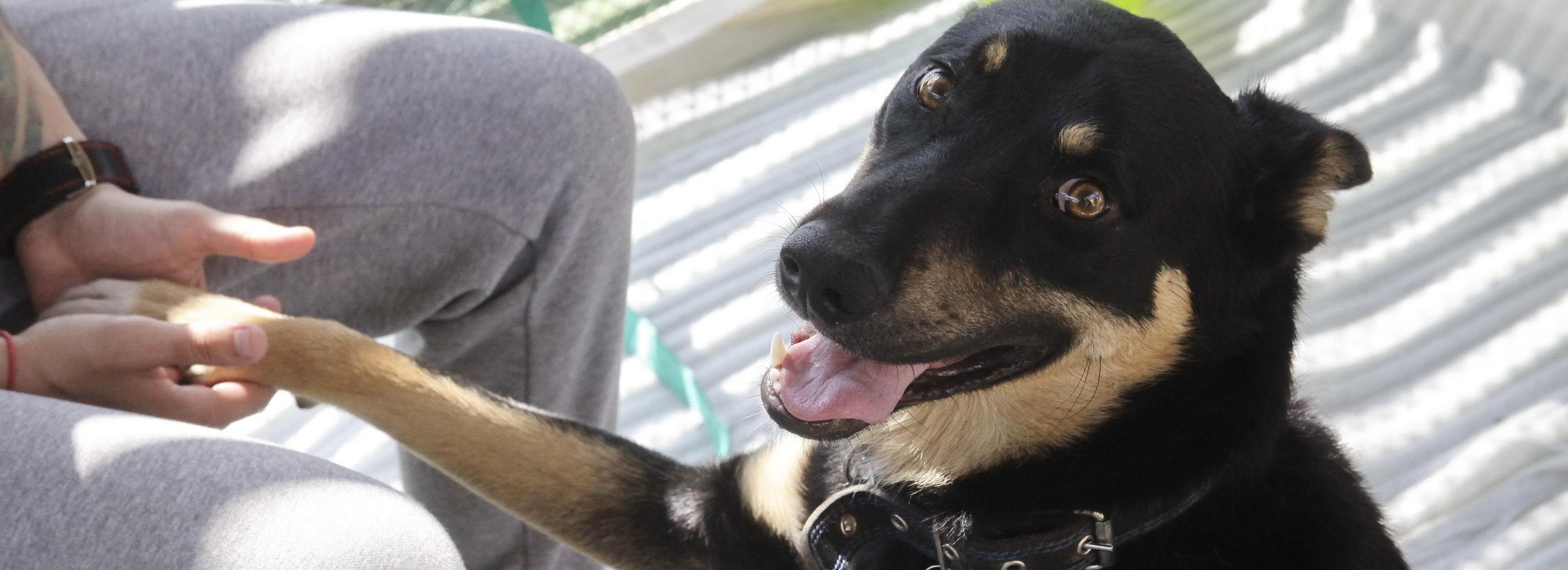 92 питомца выехали с хозяевами за границу из Новосибирска за три месяца