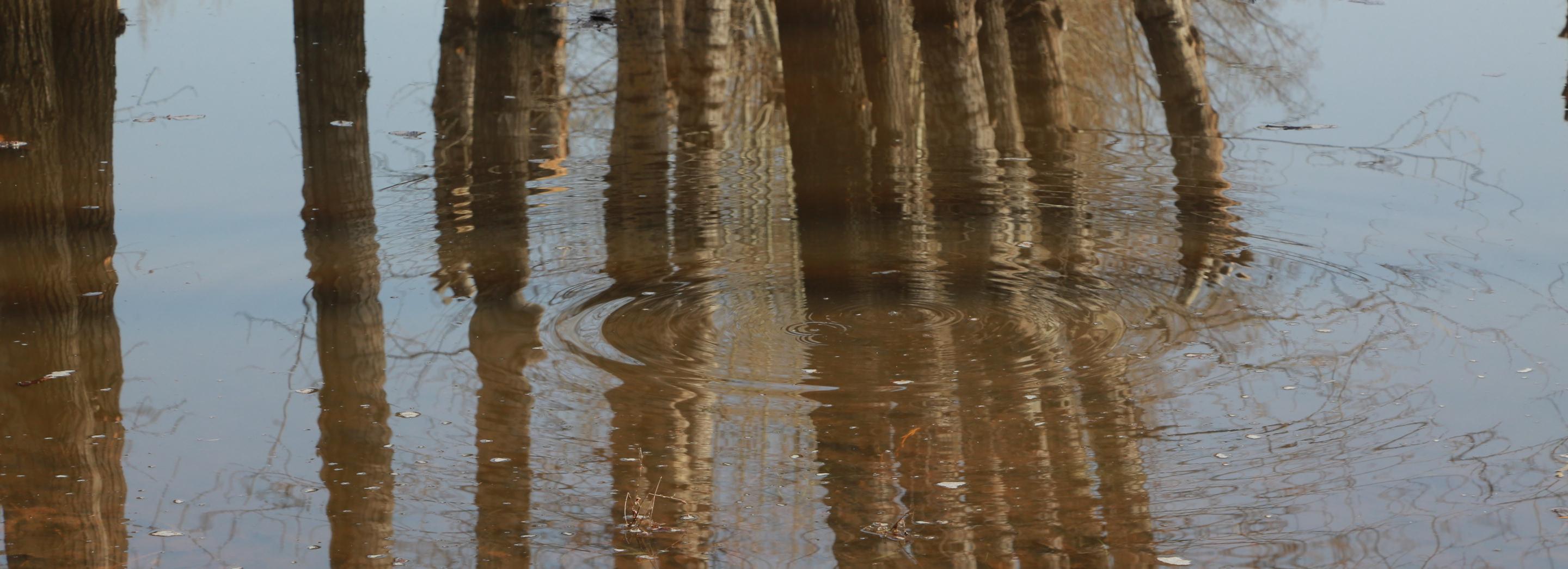 40 приусадебных участков в Новосибирской области оказались под водой