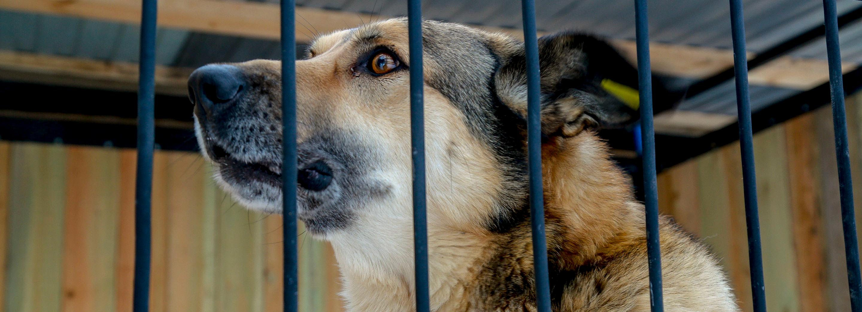 Хозяева собаки заплатят укушенной девочке 50 тысяч рублей