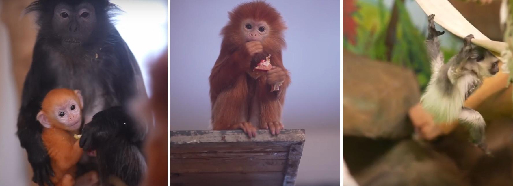 У лангуров и колобусов в Новосибирском зоопарке родились детёныши