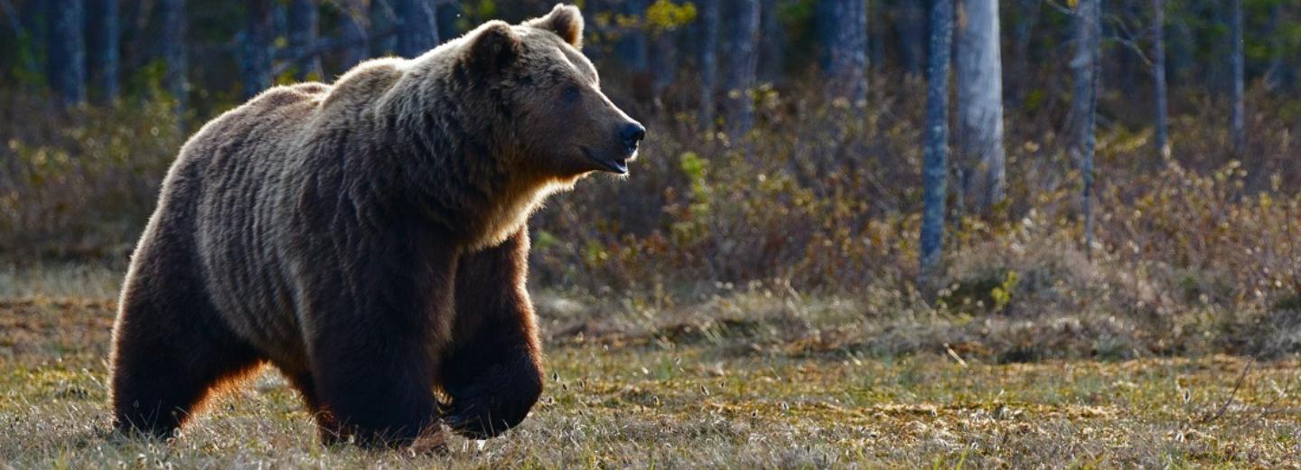 В Новосибирской области медведи вышли к населённым пунктам