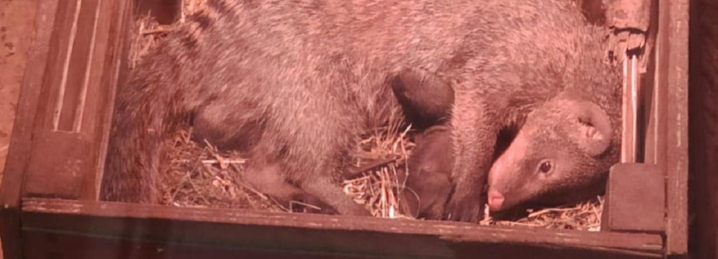Крохотный мангуст родился в частном зоопарке на Затулинке