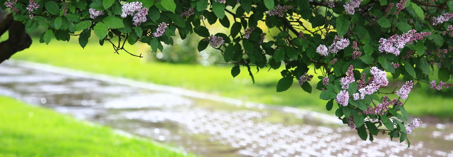 Больше двухсот зелёных зон получат паспорта в Новосибирске