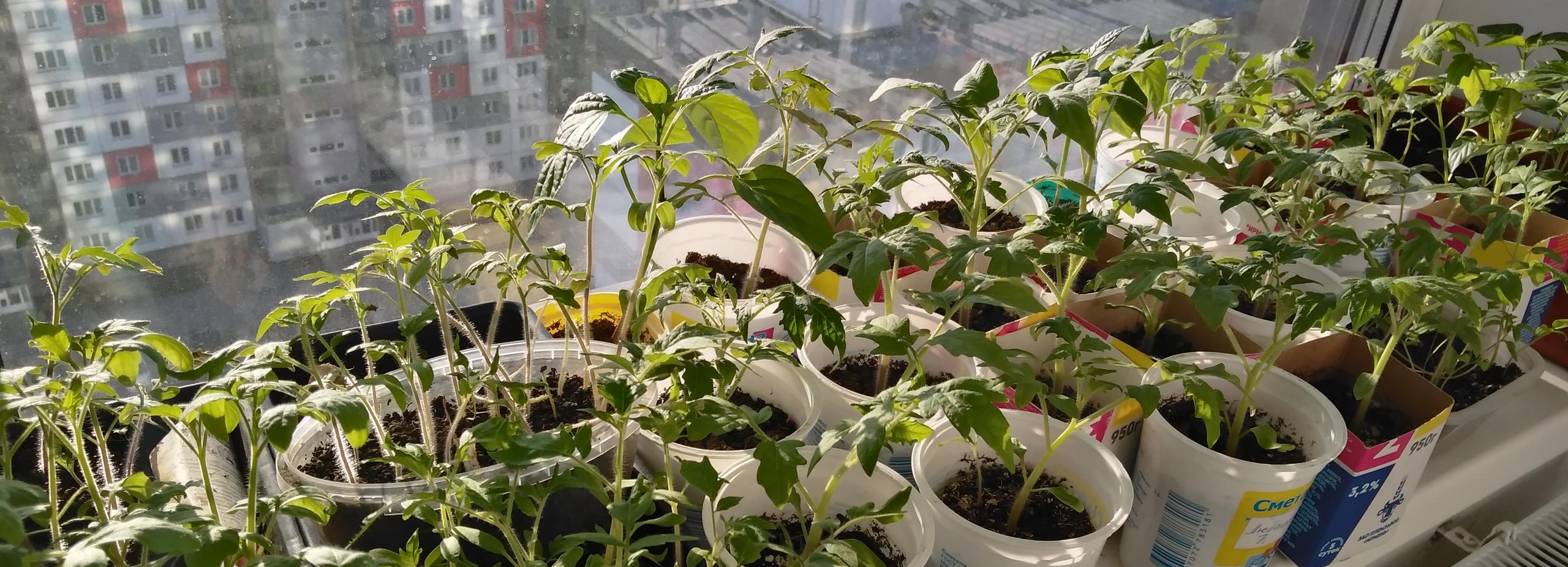 Метеоролог разрешила новосибирцам высаживать рассаду в открытый грунт