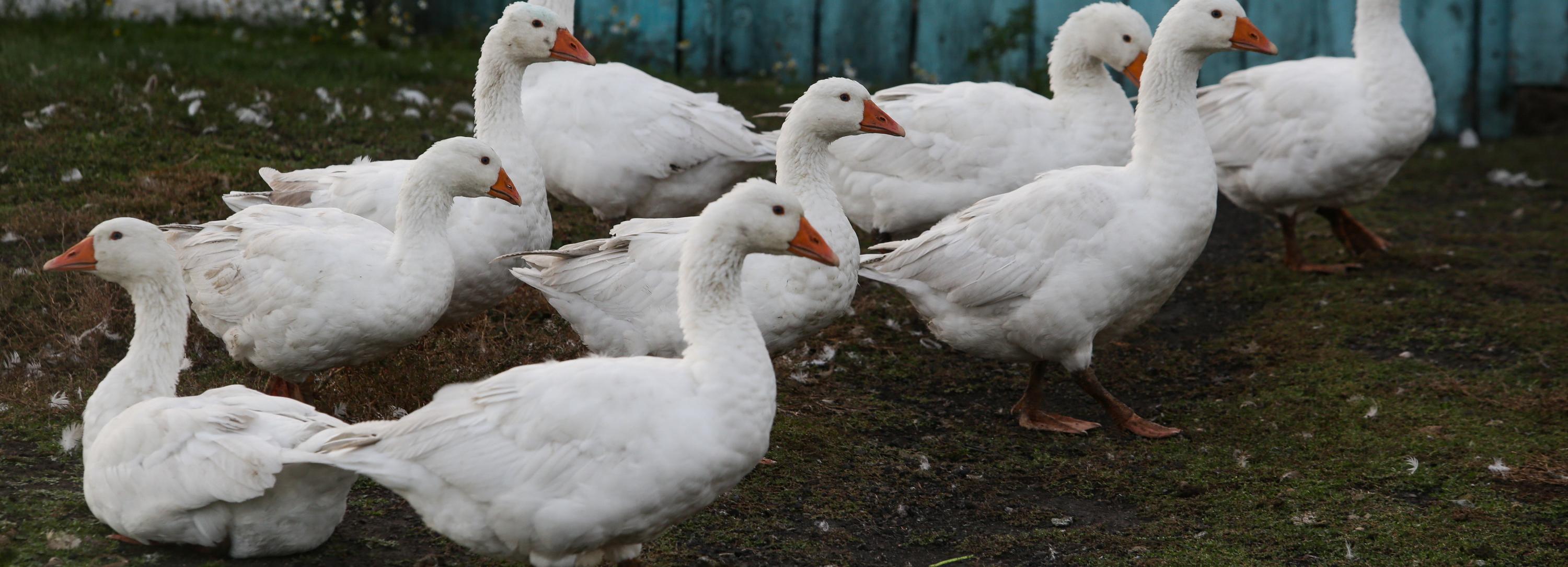 Скотный двор в хрущёвке: сибирячка развела в квартире собак, гусей и кур