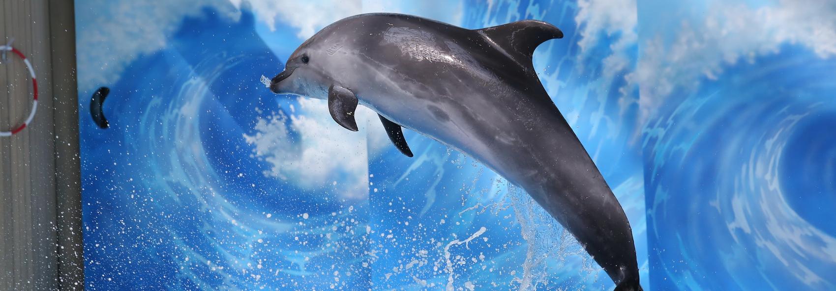 Новосибирский дельфинарий открылся для посетителей
