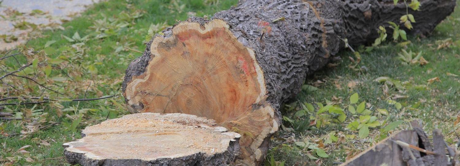 Санитарные вырубки проводят в лесу на Шлюзе