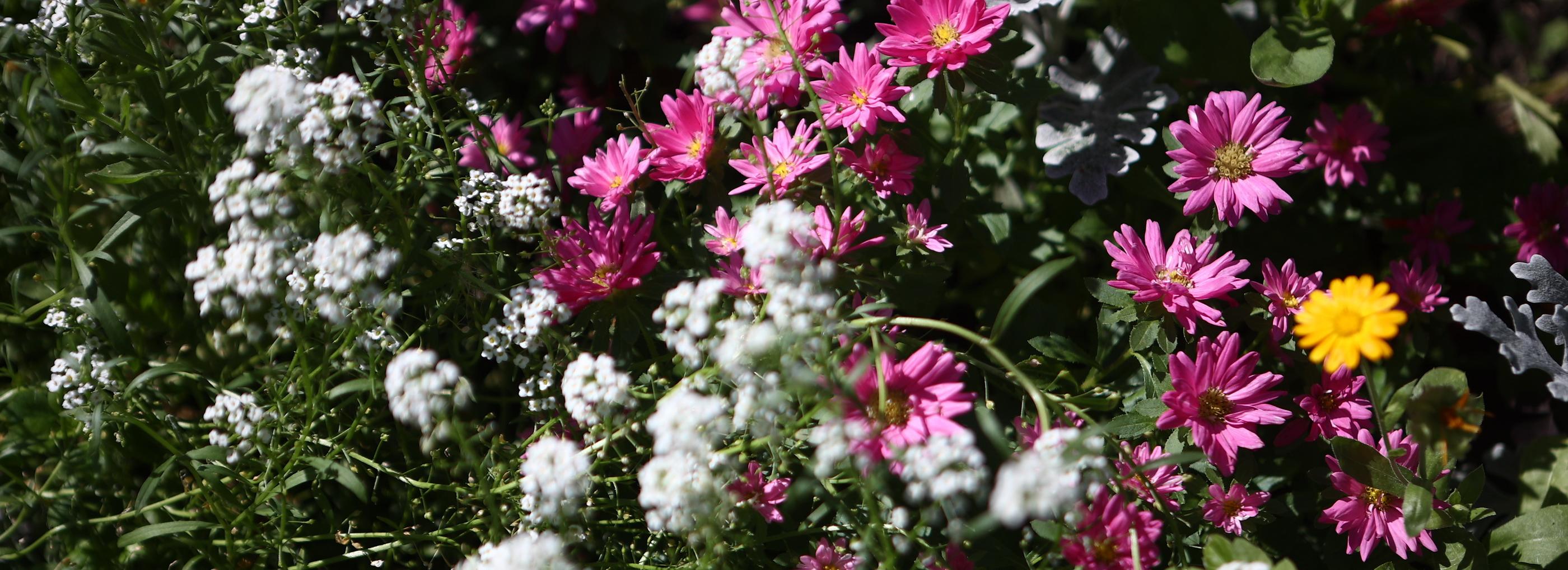 Два десятка клумб в новосибирских дворах претендуют на звание лучшей