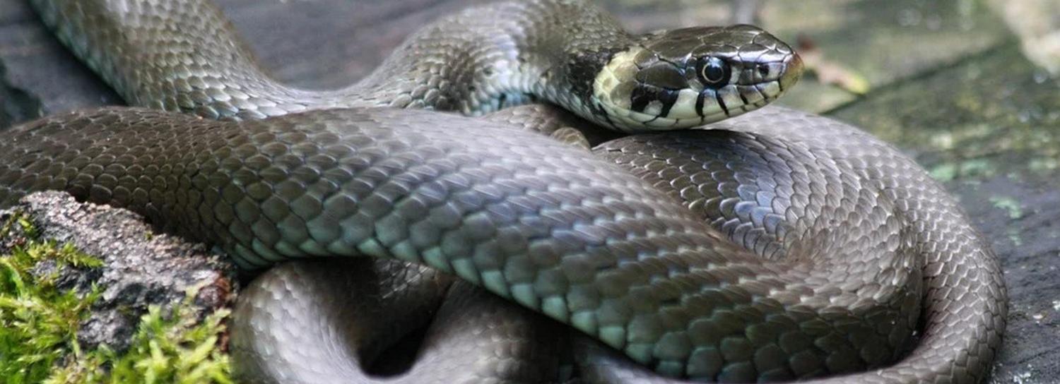 Новосибирская неделя: дополнительный ремонт дорог, парк у ЛДС и яд гадюк