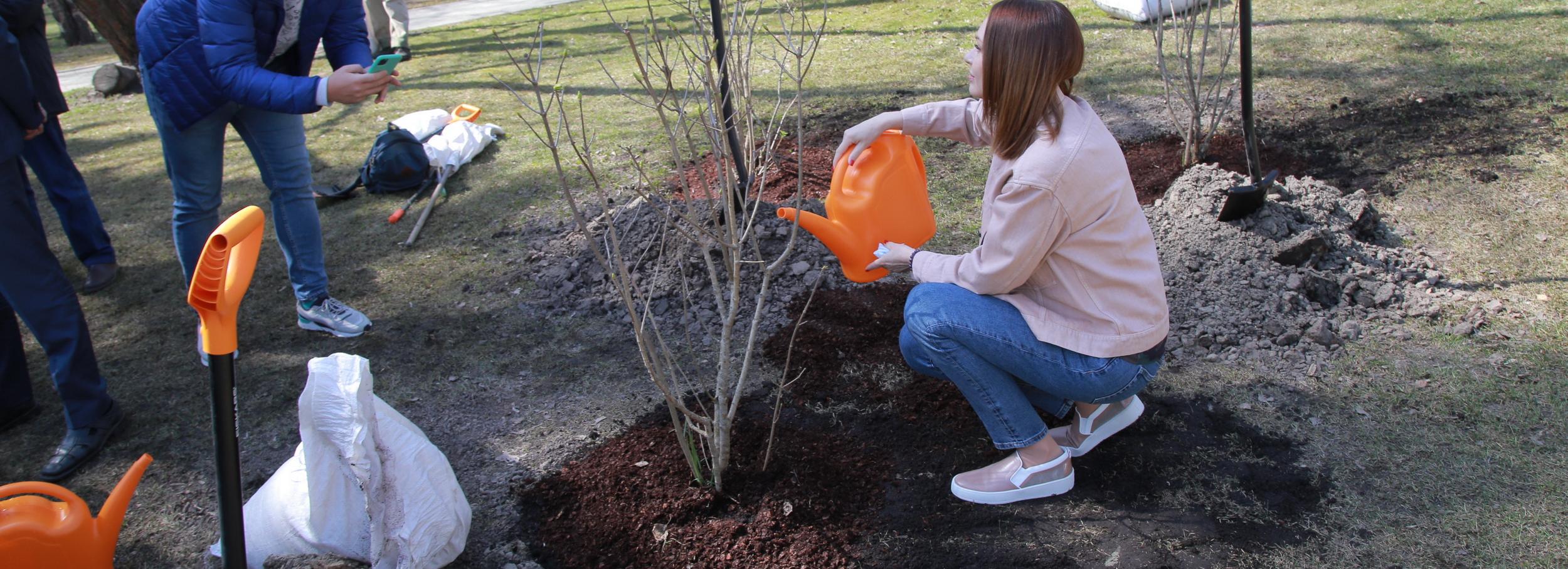Почти 3000 многолетних кустарников высадили в Новосибирске в этом году