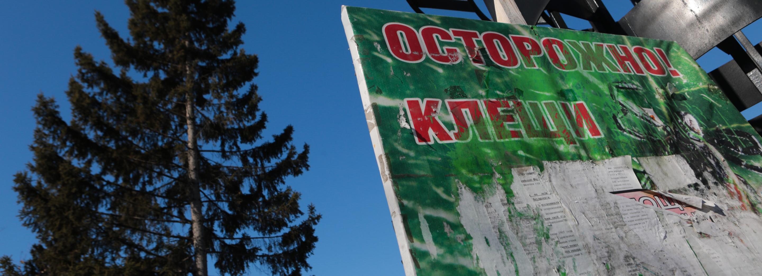 Почему новосибирцам нужна прививка от клещевого энцефалита