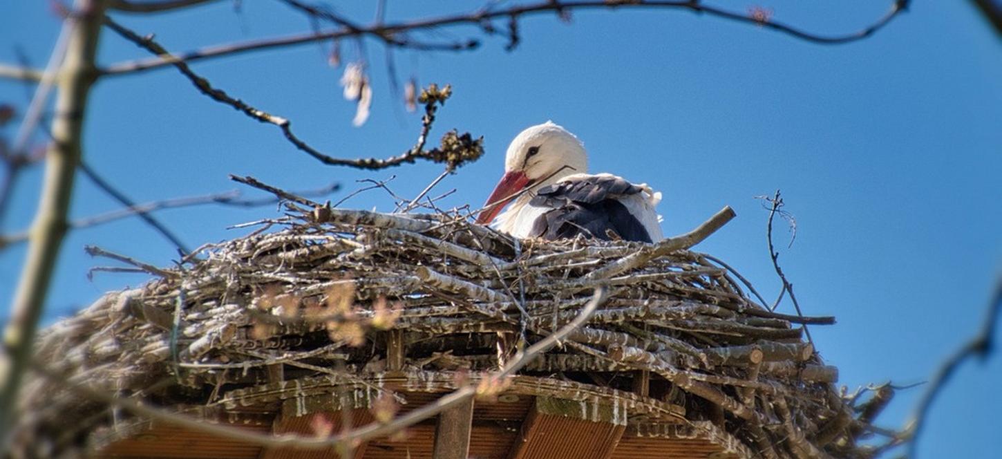 Пернатые вестники весны: какие птицы к нам уже прилетели