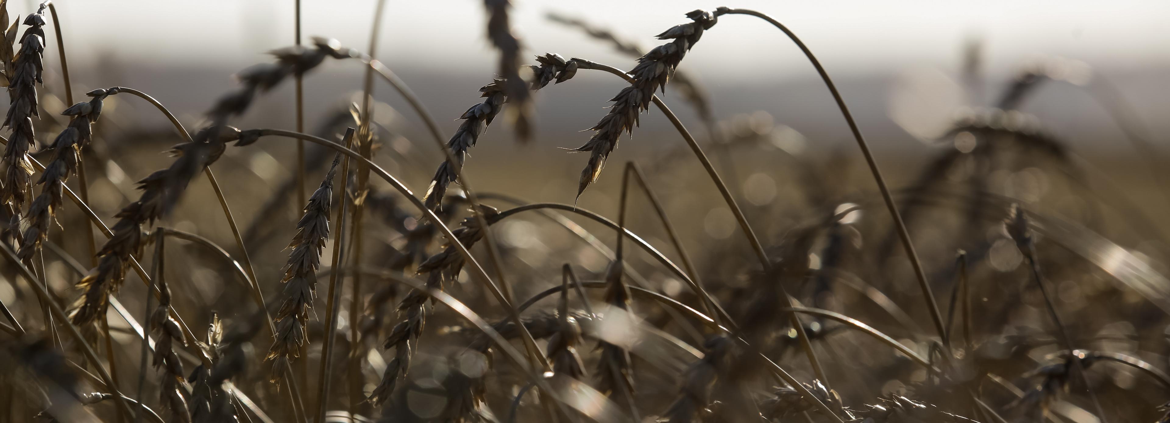 Минсельхоз назвал снижение на 4% урожая зерна хорошим результатом