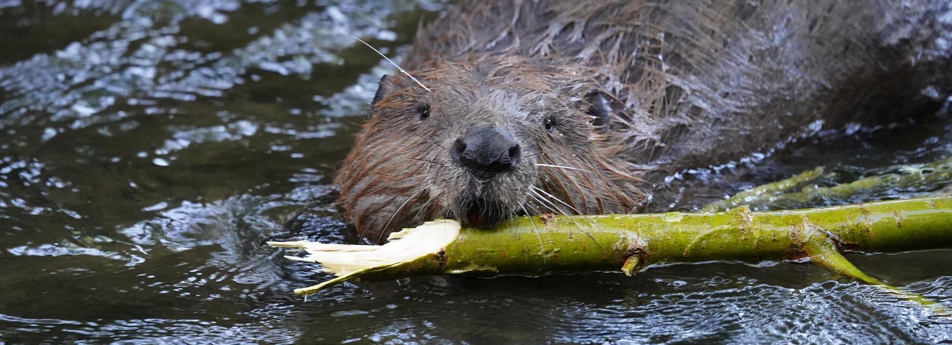 Хозяева Ельцовки: бобры оккупировали реку в центре Новосибирска