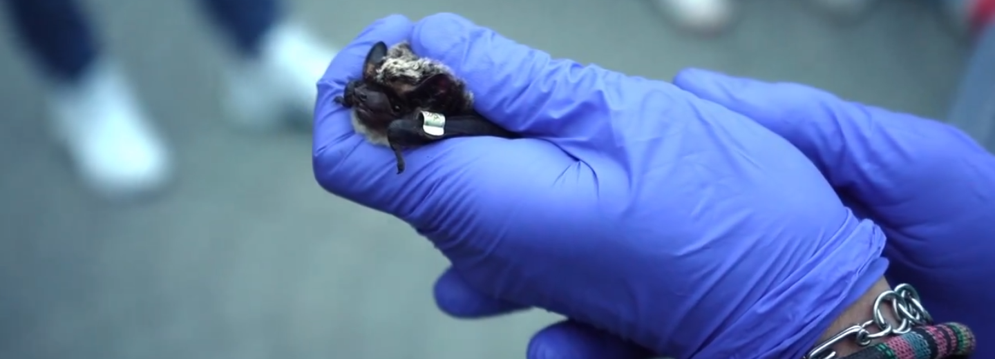 Видео с выпускного летучих мышей показал Новосибирский зоопарк