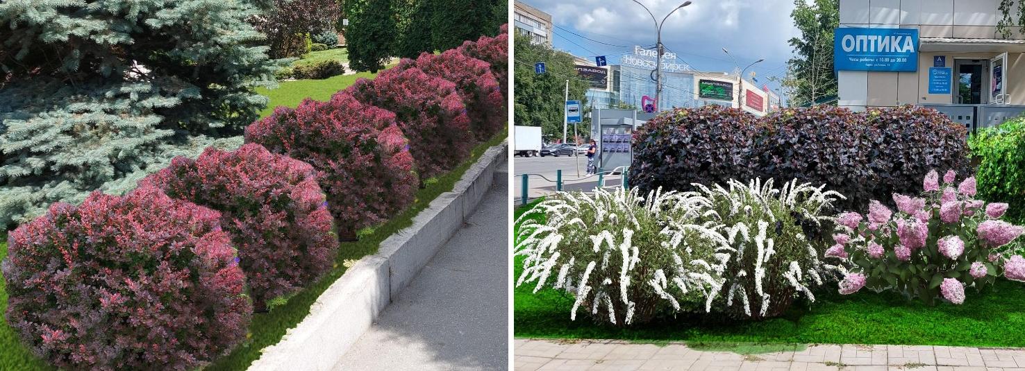 Японскую спирею высадят возле дворца бракосочетания на Красном проспекте