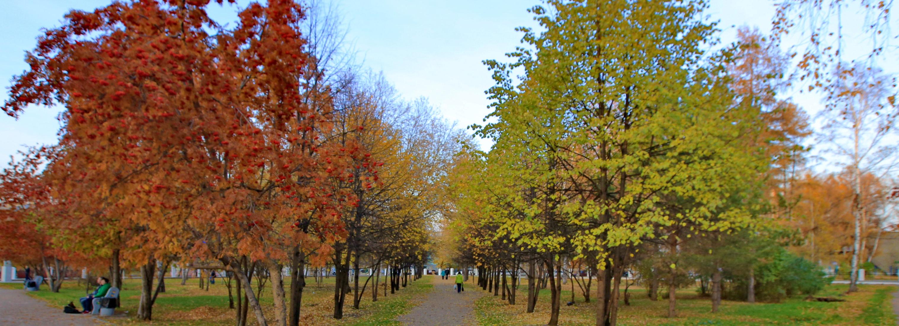 1500 деревьев спасли на акциях по сбору вторсырья в Новосибирске