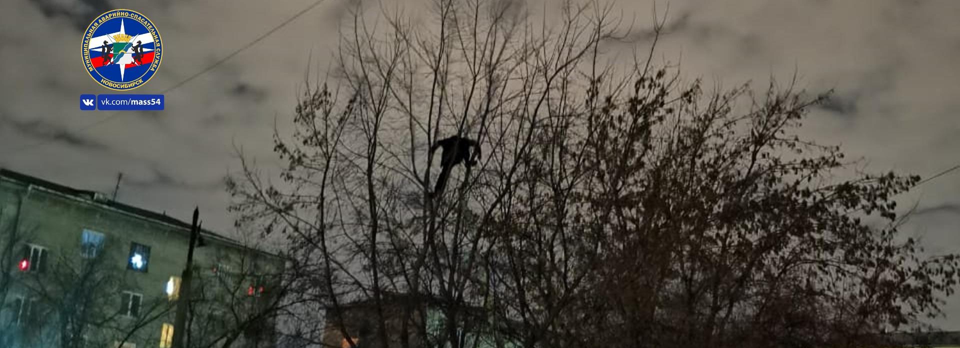 Неадекватный мужчина три часа просидел на дереве в Новосибирске