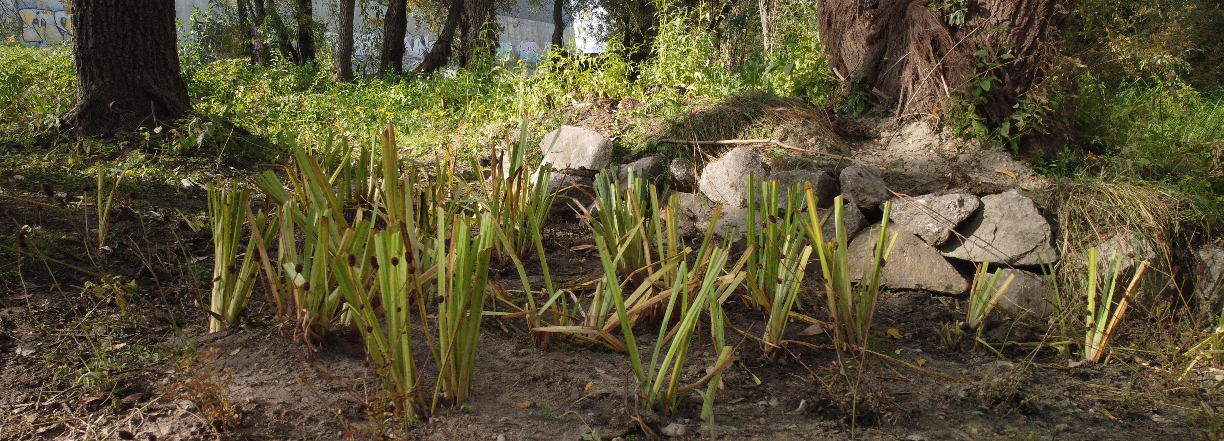 Зелёный вместо серого: зачем Новосибирску пойменные парки