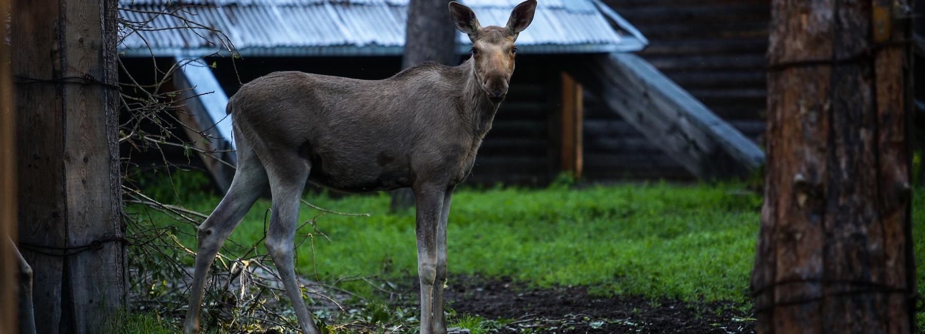 Новосибирский зоопарк выпустил двух лосей на волю в Сузунском районе