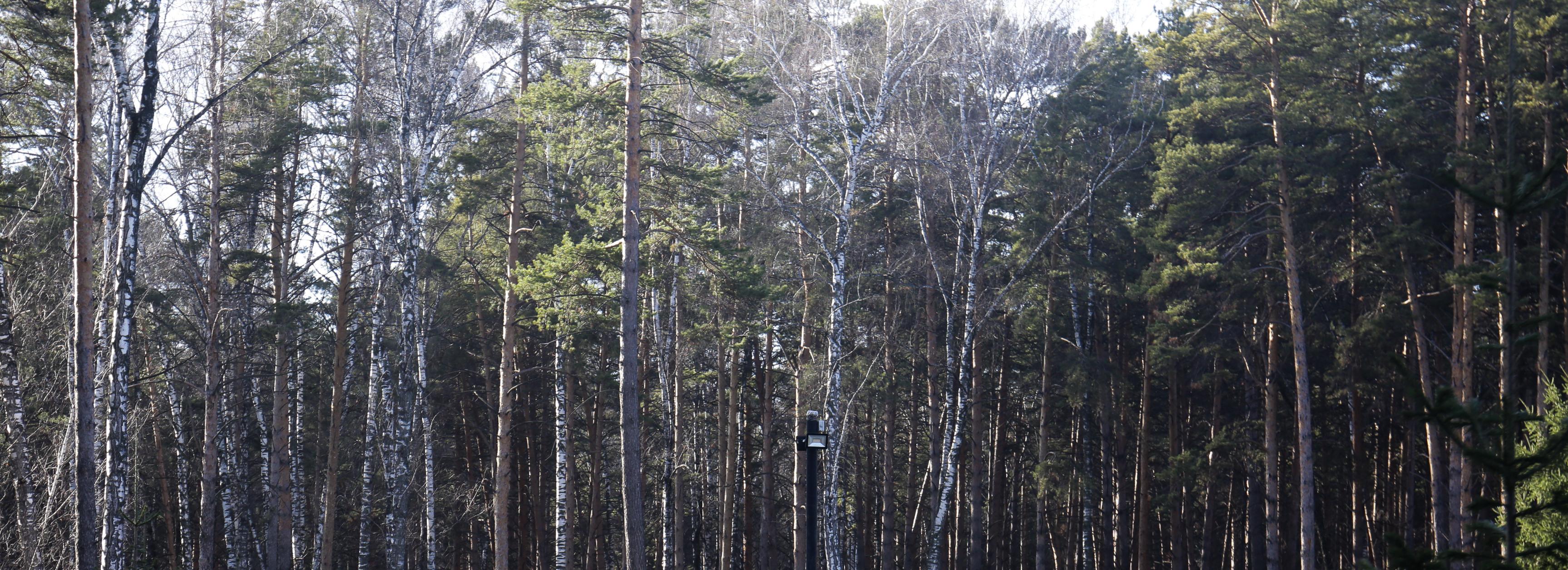 Въезд в леса Первомайского района ограничили на двое суток