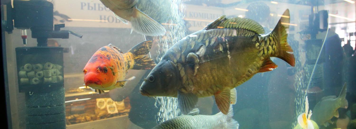 «Заводили рыб и скупали кровати»: истории самоизоляции в картинках