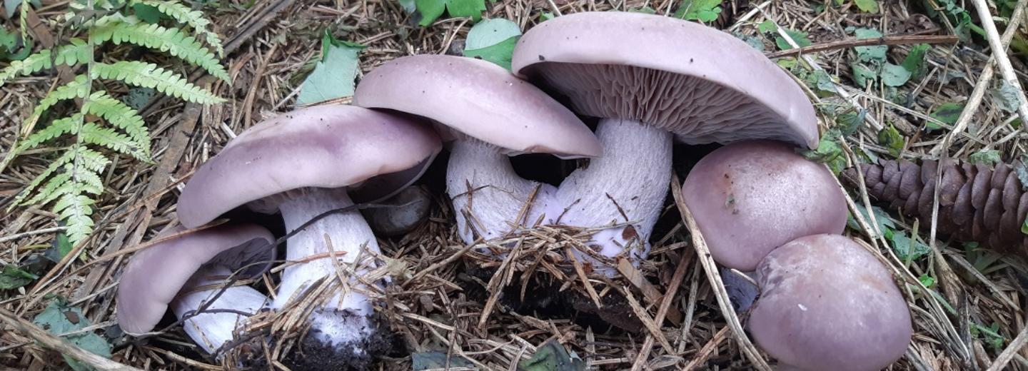 Новосибирец нашёл возле дома нежно-фиолетовые грибы с фруктовым запахом