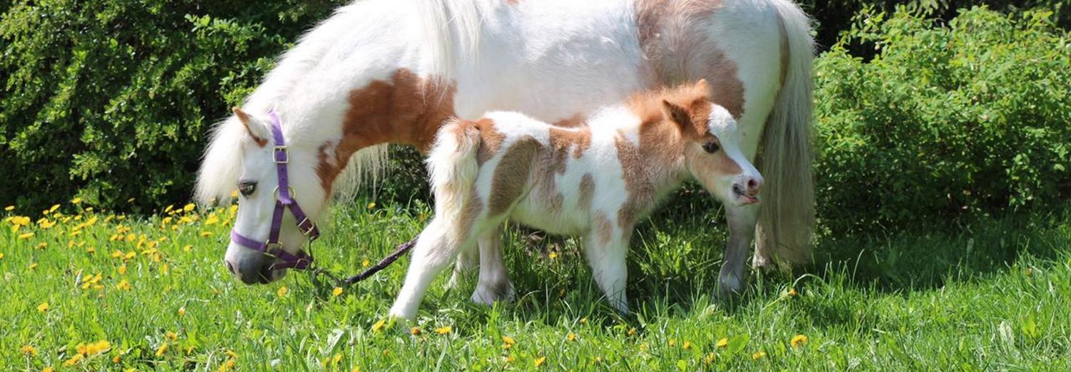 В семействе осликов-актёров оперного театра родились два малыша