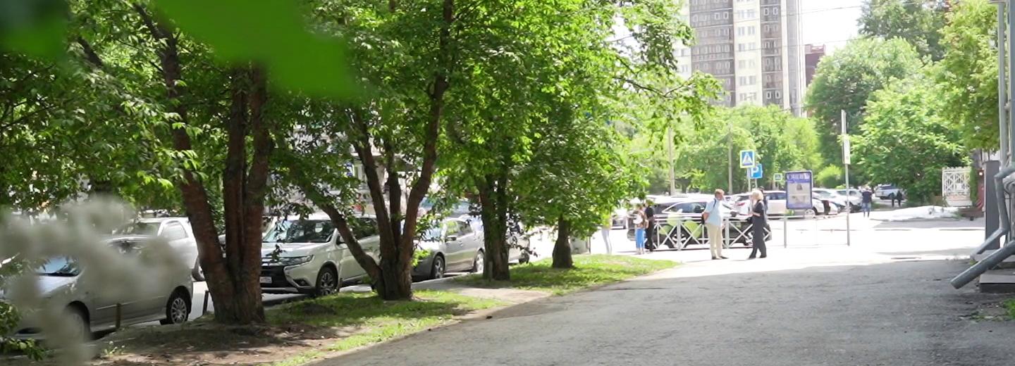 Старую черёмуху на улице Урицкого заменят на новые деревья