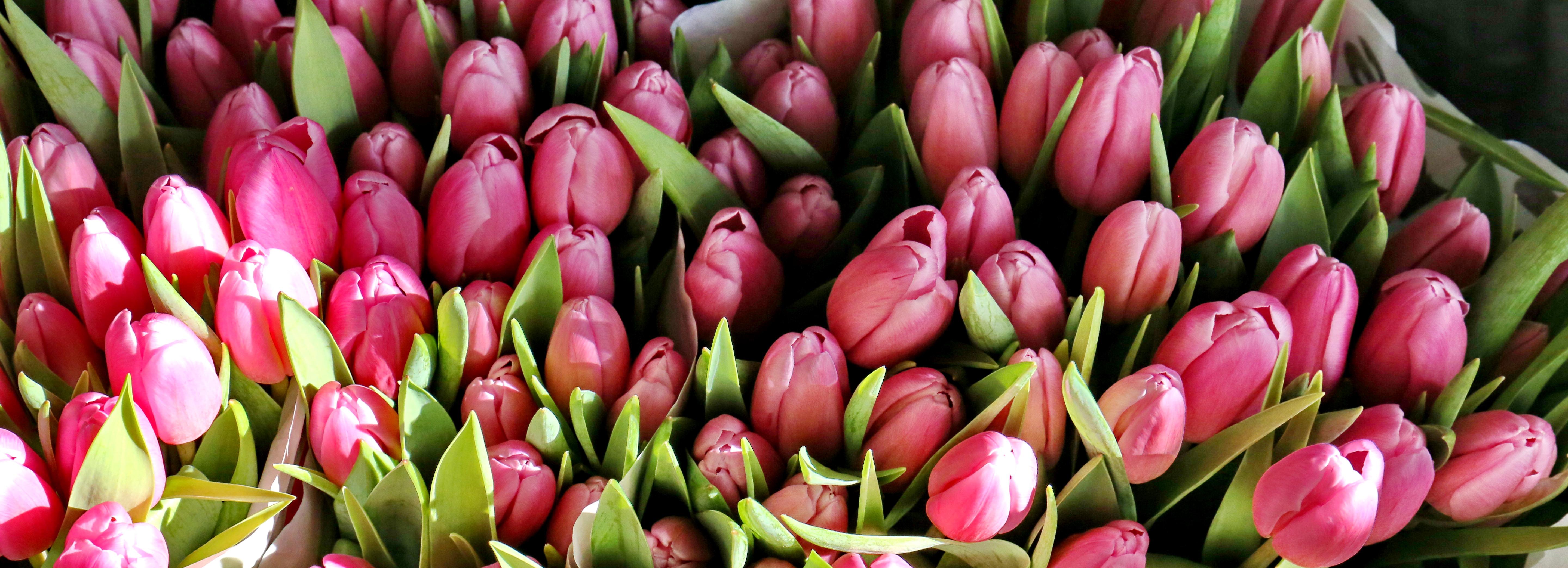 Новосибирцам предложили нарисовать цветы ради больных детей