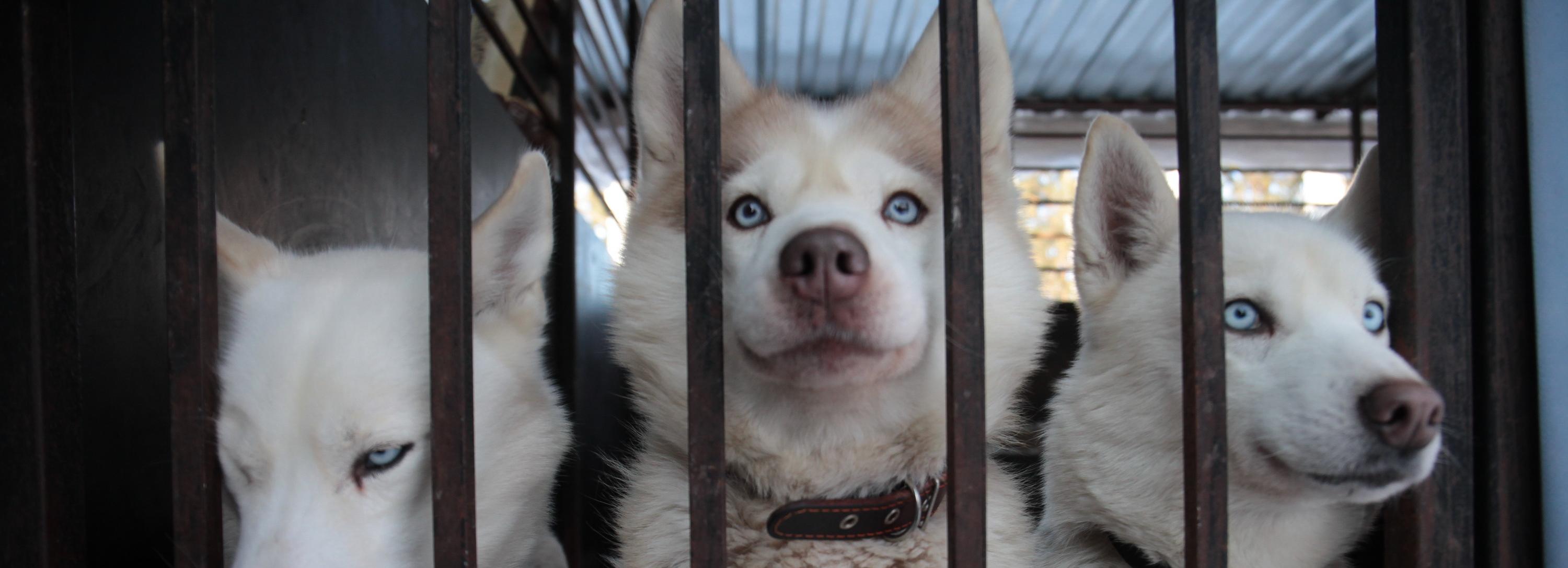 Собака в деле: как научиться кататься в упряжке