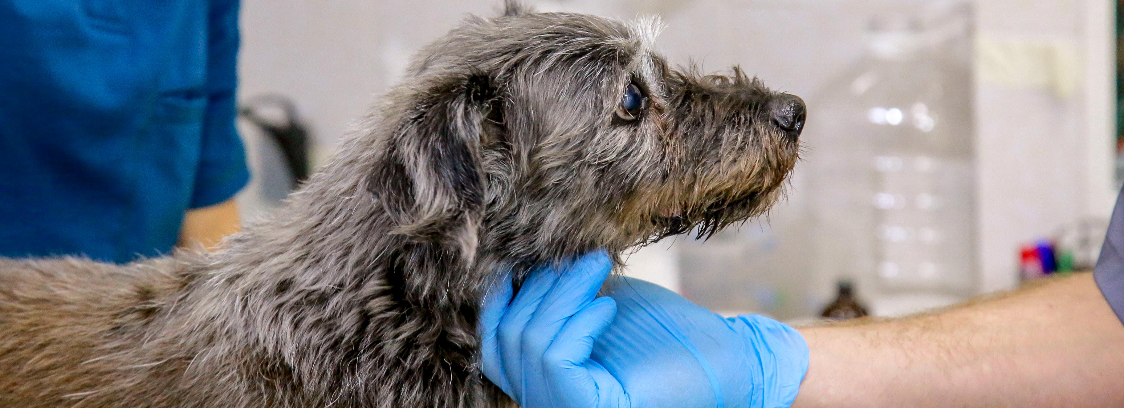 «Много звонков»: как работает скорая помощь для животных в Новосибирске