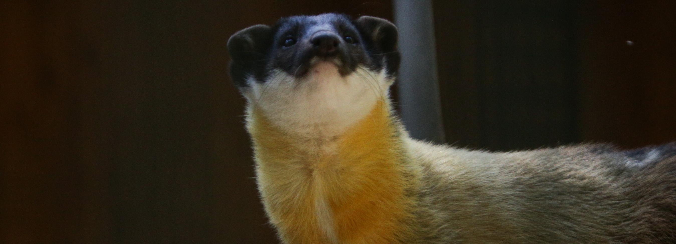 В Новосибирске целые сутки ловили сбежавшую из зоопарка харзу