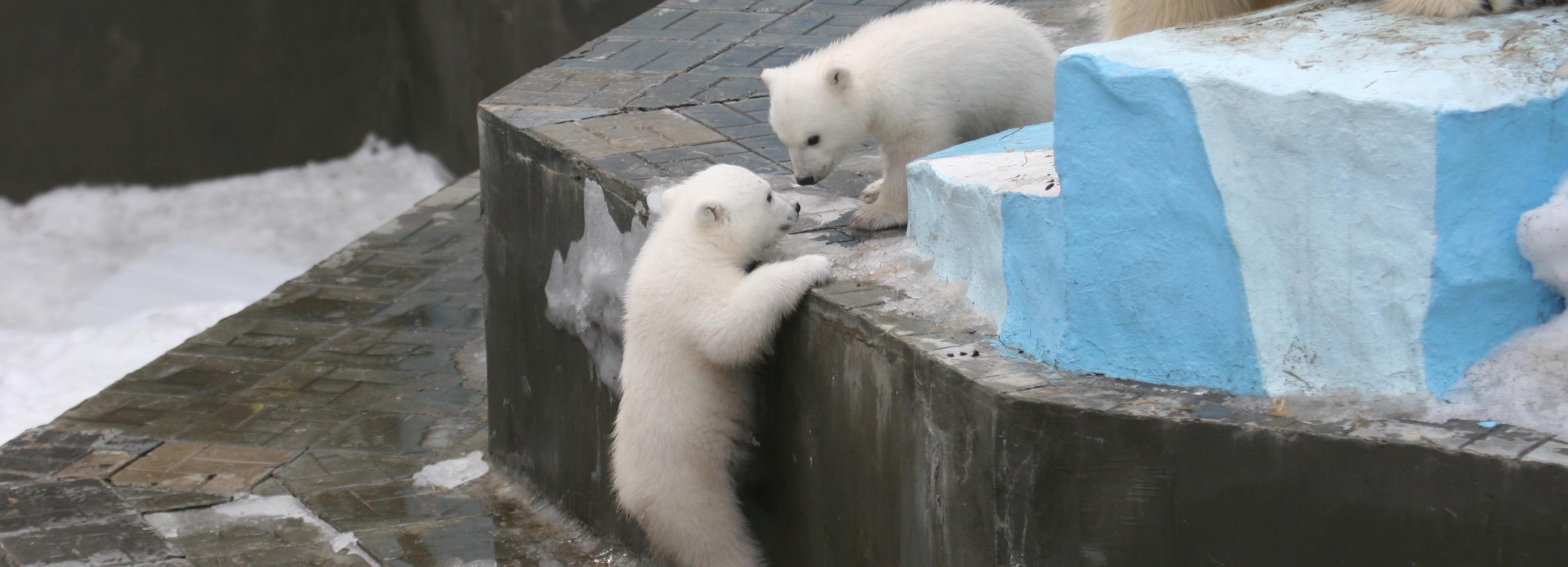 Имена для белых медвежат из зоопарка предложили придумать новосибирцам