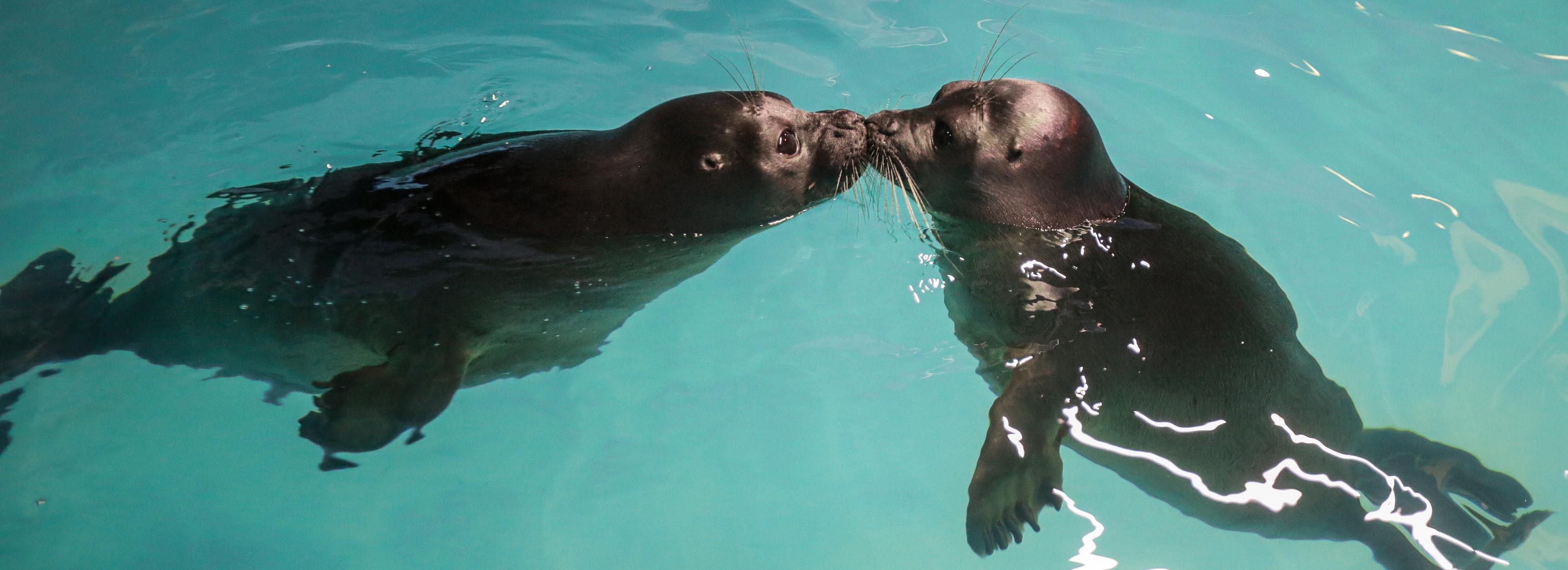 Глаз не оторвать: умилительные нерпы показывают трюки в Новосибирске
