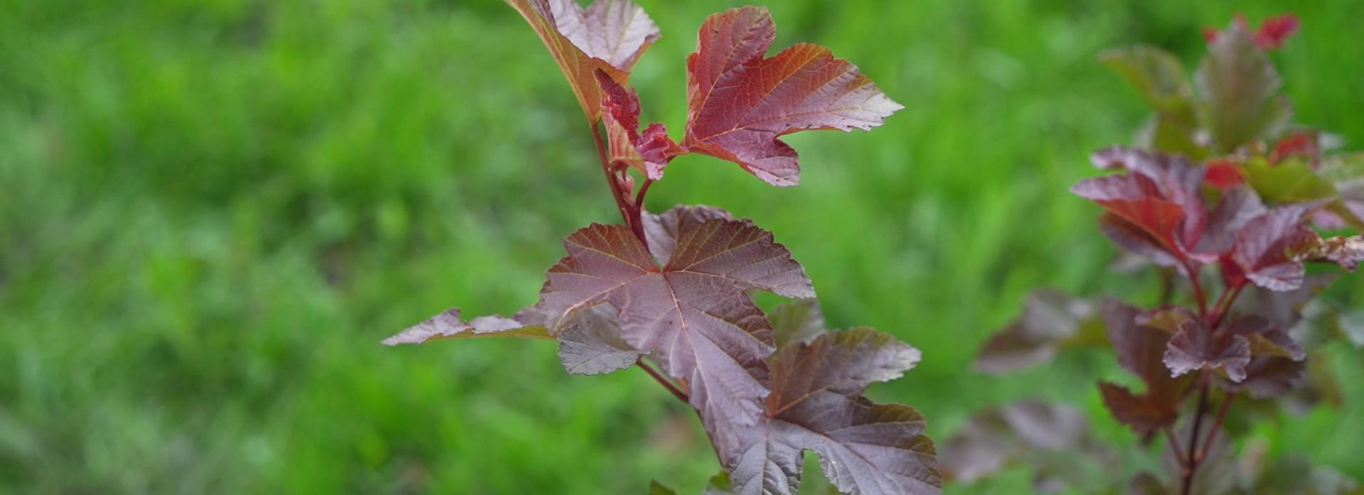 Живую изгородь из 476 кустов пузыреплодника высаживают на Ватутина