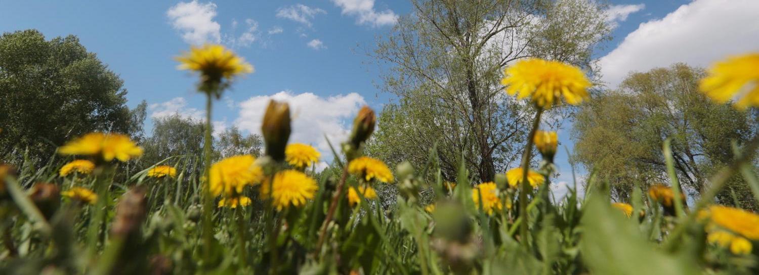 Режим ЧС из-за засухи ввели на юго-западе Новосибирской области