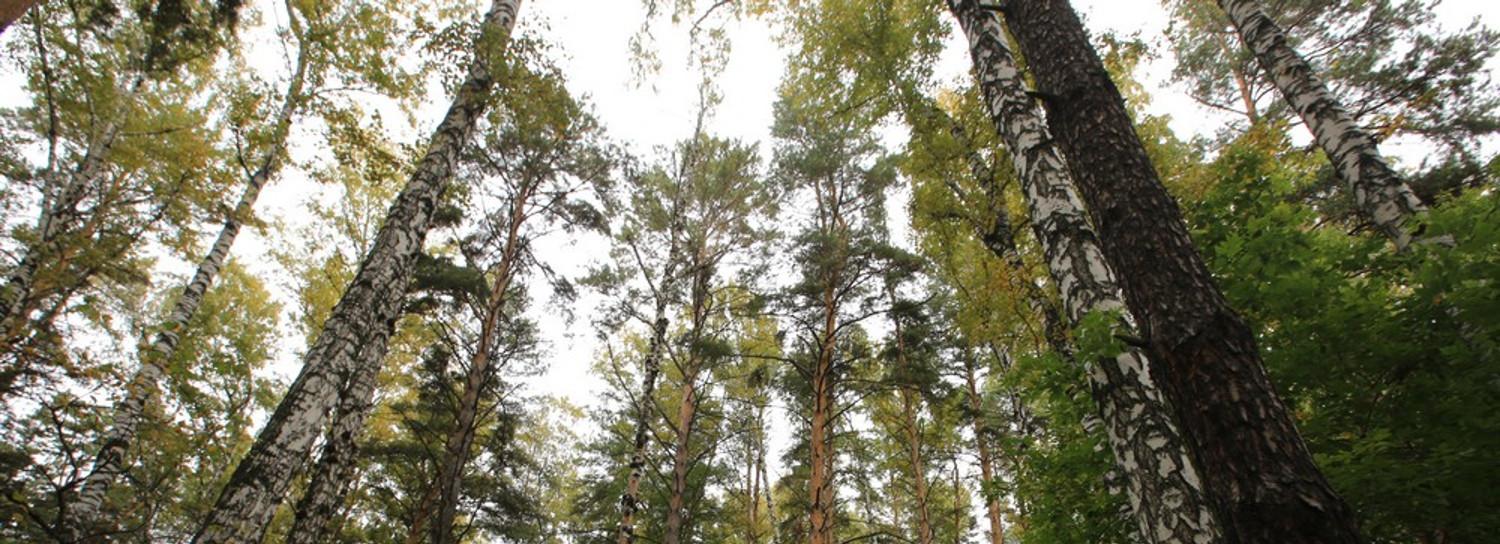 Возле Дачного шоссе в Новосибирске рубят аварийные деревья