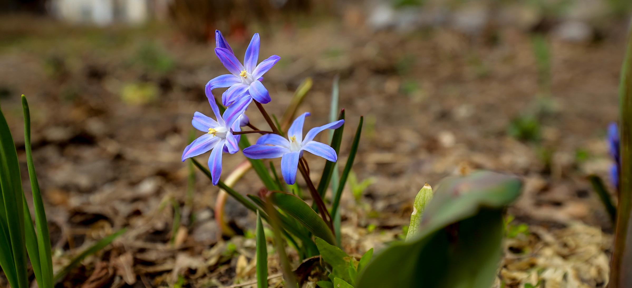 Первые весенние цветы распустились во дворах: 20 настроенческих фото