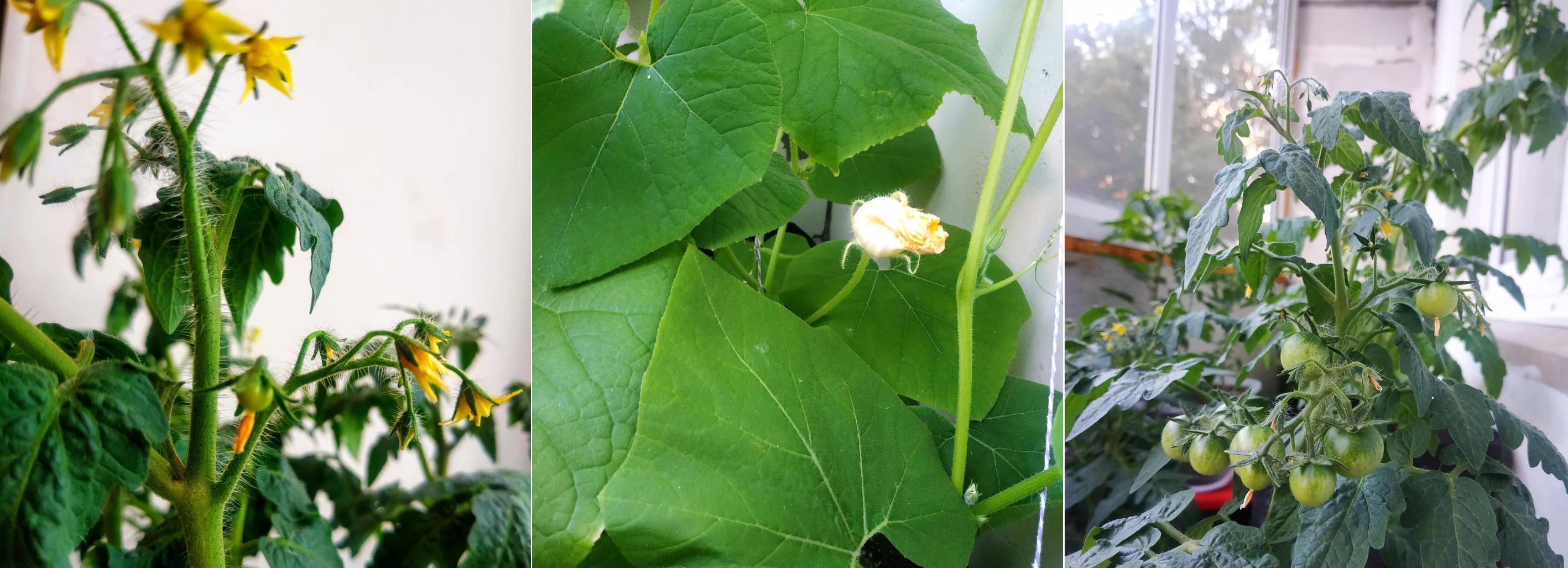 Огород на подоконнике: что можно вырастить без особых хлопот