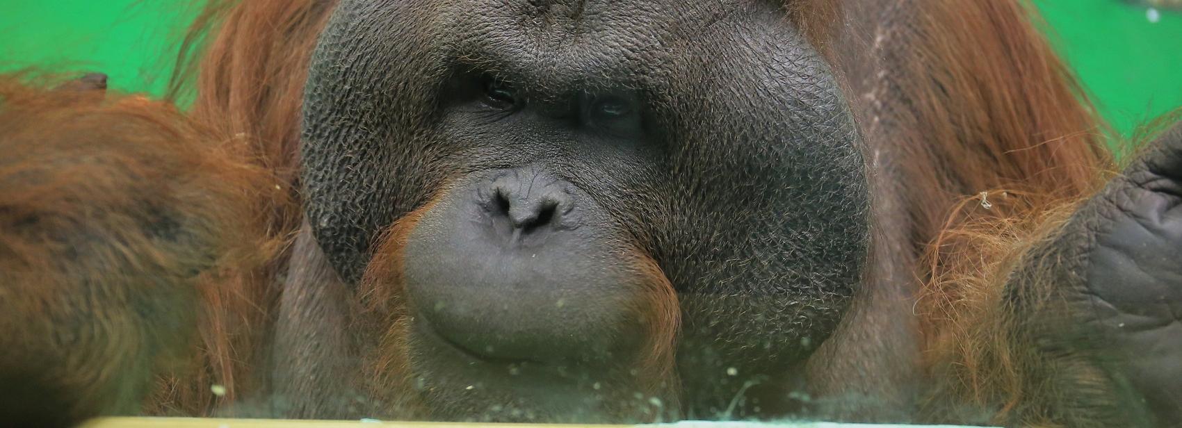 Орангутангу Бату из новосибирского зоопарка исполнилось 22 года