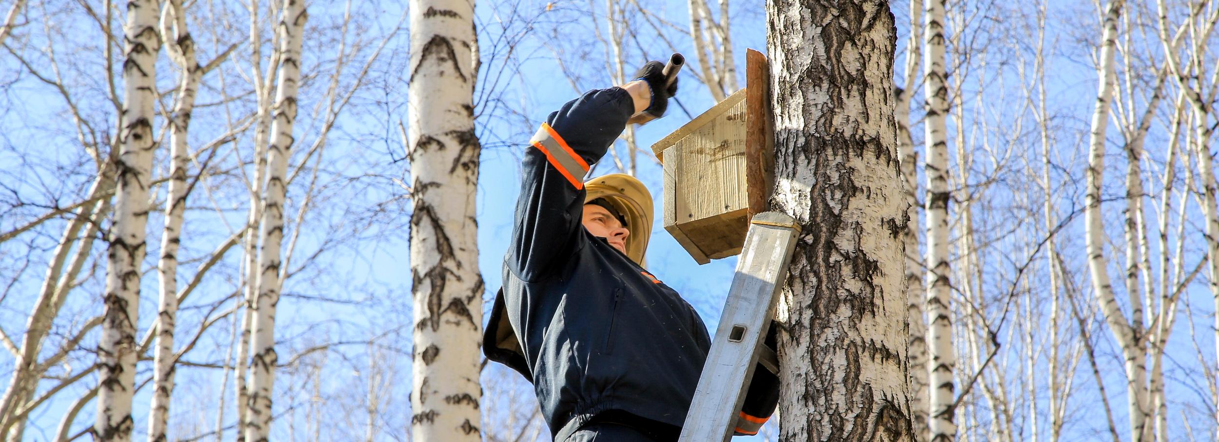 Готовим скворечники: какие птицы и когда вернутся в Новосибирск с юга