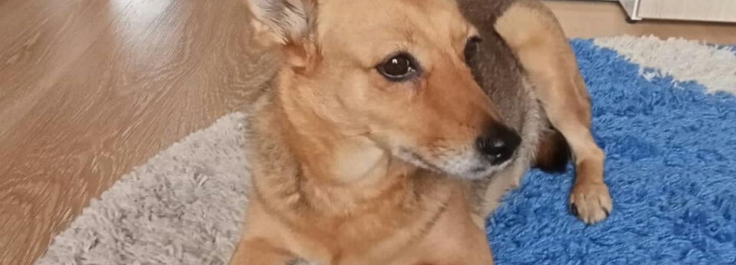 В Новосибирске нашли новый дом для собаки, хозяин которой погиб в ДНР